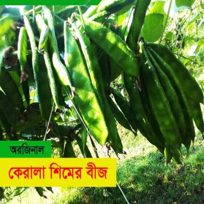 কেরালা শিমের বীজ